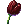 Black Tulip    # !todo check english name