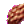 Bark Piece of Maple Tree